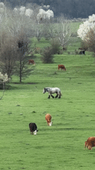 Cattle graze in Bulgarian countryside amid spring blooms