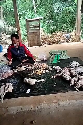 A man is sitting on the ground in front of a display of raw poultry, which is laid out on a black tarp. The poultry appears to be dressed and prepared for sale. There are several piles of the poultry, some of which are whole and others appear to be cut into pieces. The man is wearing a blue and red jacket and a mask. He is looking at the poultry and appears to be tending to the display. Behind him, there are some bags and a scale. The setting appears to be an outdoor market stall, with lush green foliage in the background. Another person, wearing a blue shirt, is standing to the left of the frame, facing away from the camera, and looking towards the man and the poultry.