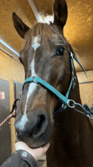 Person pets farm animals at Russian stable