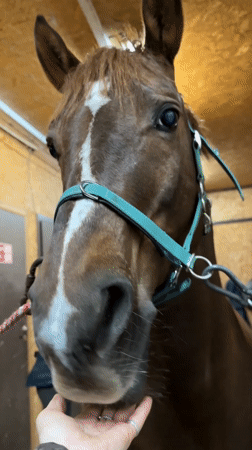 Person pets farm animals at Russian stable