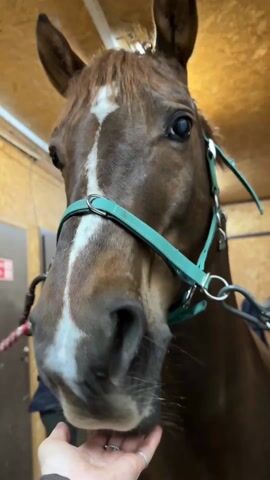 The video shows a brown horse with a white stripe on its face, wearing a green halter, being petted on its muzzle by a person's hand. The horse is indoors, likely in a stable or barn, with wood paneling visible on the ceiling. The person petting the horse is wearing a brown jacket. A door, a green container, and another person are visible in the background. The camera angle is low, looking up at the horse's face.