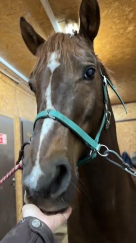 Person pets farm animals at Russian stable