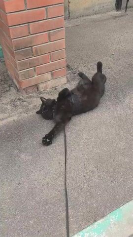 A black cat is lying on its back on a concrete surface. The cat is wearing a harness and a leash is attached. The cat’s legs are in the air and it appears to be stretching or playing. The cat is near a brick wall and a curb. The lighting is natural and appears to be daytime.