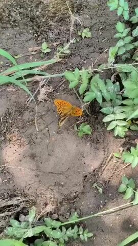 The video shows an orange butterfly with black spots perched on the damp, muddy ground. Green leaves and blades of grass are visible around the butterfly. The butterfly briefly flutters its wings before settling back down. The lighting suggests an outdoor setting, possibly a garden or natural area. The camera is positioned slightly above and to the side of the butterfly, capturing a close-up view of its delicate wings and the surrounding earthy environment.
