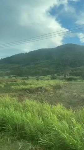 The video shows a landscape with rolling green hills, fields of tall grass swaying in the wind, and a cloudy sky. Power lines run across the sky. A single tree with green leaves stands in the foreground. The camera appears to be moving, possibly from a vehicle, as evidenced by the shifting perspective and the blurred foreground grass. There are no people visible in the video. The environment appears to be rural or agricultural.
