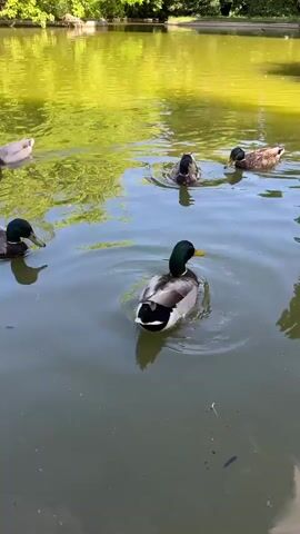 The video shows several mallard ducks swimming in a pond. Some are partially submerged with their rear ends in the air. The water is a murky greenish color, reflecting trees along the bank. The ducks are mostly grouped together, moving slowly.