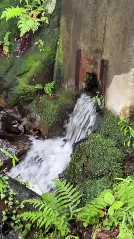 A close-up, medium shot focuses on water flowing from a concrete structure into a natural stream. The water emerges from a dark opening, possibly a pipe or culvert, and cascades over moss-covered rocks, creating a frothy white appearance as it joins the existing stream. Lush green ferns and other vegetation surround the scene, with moss clinging to the rocks and the concrete structure, indicating a damp and natural environment. The concrete structure appears weathered and slightly aged, with two rusty metal vertical supports visible on either side of the water outlet. The water is clear and shows movement, with ripples and splashing visible where it impacts the rocks and stream below. The overall impression is a serene, natural setting where man-made infrastructure integrates with the environment.
