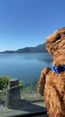 Dog enjoys car window view by Montenegro lake