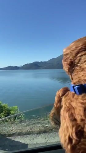 Dog enjoys car window view by Montenegro lake