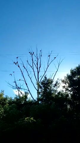 This media file depicts a bright, clear day in Tashkazgan, Russia. The sun is shining brightly, casting a slight glare through the branches of a bare tree. The tree is filled with numerous birds perched on its limbs, silhouetted against the vibrant blue sky. Below the tree, a dense canopy of dark green foliage forms the lower part of the frame. Two horizontal power lines stretch across the sky, bisecting the upper portion of the image. The scene appears to be outdoors, likely in a natural or semi-rural setting, given the presence of trees and the expansive sky. The time of day is clearly daytime, indicated by the bright sunlight and the clear blue sky. There is no visible text within the media file. The overall impression is one of a peaceful, natural moment captured on a sunny day.