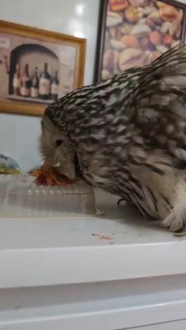 A tawny owl is shown eating from a clear plastic container filled with small pieces of raw meat. The owl is perched on a white surface, and in the background, there are two framed pictures on the wall. One picture depicts bottles of wine, and the other shows a close-up of baked goods. The owl is actively consuming the food, with some red liquid, likely blood, visible on its beak and around the container. The lighting is moderately bright, illuminating the scene clearly.
