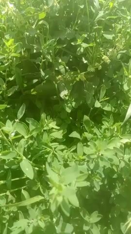 A close-up shot of a green plant with many leaves and small white flowers.