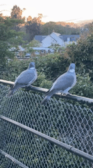 London evening scenes: pigeons, Croxley-bound train, flowering trees observed