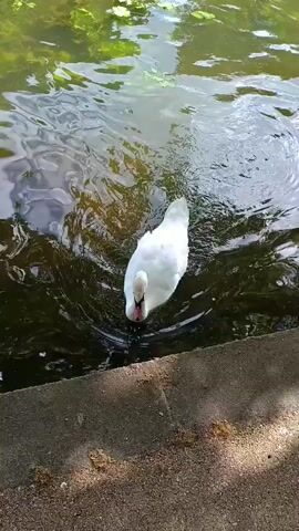 A white swan is in a pond, with its head submerged as if feeding or drinking. The swan is facing towards the right of the frame, and its white feathers contrast with the dark water. The edge of the pond is visible in the foreground, made of concrete. Sunlight dapples the water's surface, creating reflections of green foliage from above. Several other pale shapes, possibly fish, are visible just below the surface near the swan.