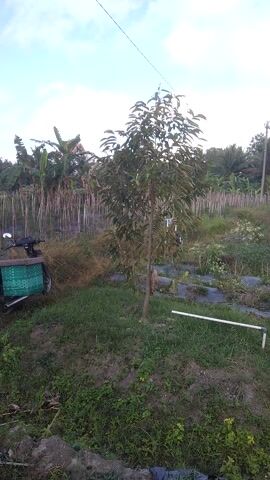 The video captures a lush, green outdoor scene with a prominent young tree in the foreground, likely a durian tree given the location context of Argomulyo, Indonesia. The tree has dense foliage with elongated leaves. Behind it, the landscape unfolds into a garden or farm setting. Rows of darker, presumably weed-suppressing mulch are visible, interspersed with grass and other vegetation. Several white pipes, possibly part of an irrigation system, are strategically placed throughout the field.

In the background, a wooden fence runs horizontally, separating the cultivated area from more natural growth. Beyond the fence, taller trees, including palm trees, suggest a tropical or subtropical climate. The sky is partly cloudy with patches of blue, indicating it's daytime, likely mid-morning or afternoon. The overall impression is one of a well-maintained agricultural space.

A green basket sits on the ground near the base of the tree, and a motorcycle is partially visible behind it, suggesting recent human activity or a resting point for someone working in the area. There are no people visible in the frame. The scene conveys a sense of agricultural work and the growth of young plants in a warm, possibly humid environment typical of rural Indonesia. No text is visible in the media.