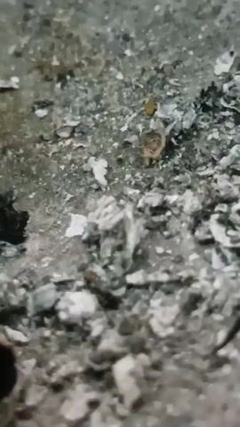 A small creature, possibly a rodent, scurries across a rough, gray surface littered with debris. The surface appears to be made of small stones and possibly ashes. The creature is light brown and blends in with its surroundings. The camera is focused on the ground, with a blurry background.