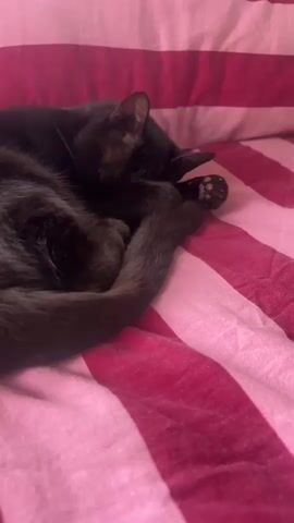 A black cat is sleeping on a pink and red striped bed. The cat is curled up with its tail wrapped around its body and its paw covering its face. The video is a close-up shot of the cat, and the focus is on its sleeping form.