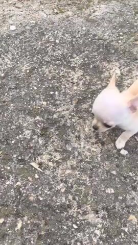The video shows a small, light-colored Chihuahua puppy running across a paved, gray surface covered with small stones and some damp areas. The puppy is mostly light tan, with a paler face and white paws and tail. It trots away from the camera, toward a black metal gate in the background. The paved area appears to be a driveway or parking area. The weather looks overcast.  A voice can be heard during the clip.