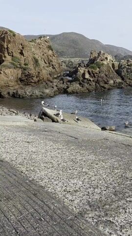 The video shows several seagulls standing on a rocky outcrop by the water. There is a craggy coastline in the background. Some seagulls have gray backs and white heads. One seagull has mottled brown and gray feathers. One seagull is swimming in the water. The water looks wavy. The rocky outcrop that the seagulls are standing on is gray.