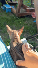 Sphynx cat enjoys outdoor petting session near a playground