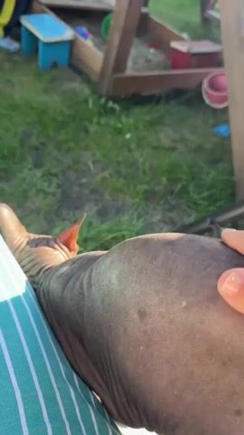 A hand strokes the back of a hairless cat outdoors. The cat is facing away from the camera and its back is wrinkled. In the background, a child plays near a wooden structure and a sandbox. The scene appears to be a backyard setting on a sunny day.