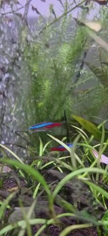 A school of neon tetras swims through an aquatic plant environment. One fish, with a bright yellow body and neon blue and red stripes, moves to the left of the frame, while another neon tetra, with blue and red stripes, swims to the right. In the background, a dense growth of green aquatic plants creates a lush environment.