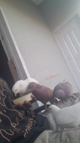 The video shows a young, black man holding a shallow, round dish filled with seeds as several pigeons eat from it, standing on his arm, shoulder, and lap.  Four of the birds are predominantly white, while two others are light brown in color.  The man looks at the camera toward the end of the video.  The background is a white wall and a door.