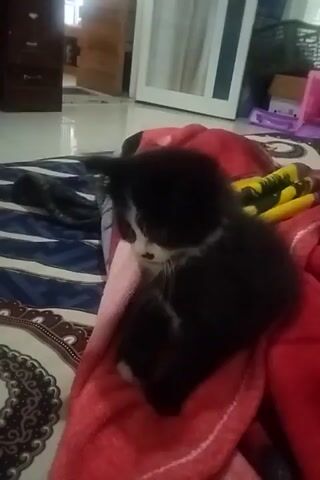 A black and white kitten is lying on a red blanket. The kitten is facing left and appears to be looking down at something. The blanket is on top of a striped surface. In the background, there is a white cabinet with some items on top of it, including a pink object and a cardboard box. There is also a dresser or cabinet on the left side of the frame. The video is shaky and the lighting is dim.