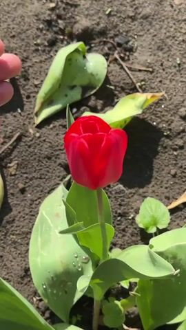 A hand is gently opening the petals of a red tulip, revealing the flower's center. The tulip is planted in dark soil amongst green leaves and other small plants. There are also some scattered dead leaves in the background. The scene appears to be outdoors, on a bright, sunny day.