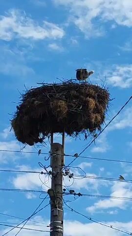 A large, stick-built bird's nest sits atop a utility pole against a bright blue sky with white clouds. A single large, dark-feathered bird with a lighter head stands within the nest, occasionally shifting its posture. Below the nest, several smaller, dark-colored birds are perched on the utility pole and on wires extending from it. The pole is grey with multiple black electrical wires attached. Bird chirping and squawking sounds are audible.