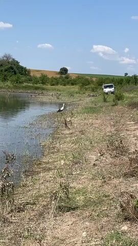 A white bird stands at the edge of a body of water. The bird is facing to the left and is mostly white with black markings on its wings. It is standing on dry grass and reeds. In the background, there is a white van parked on a dirt road. The road is lined with trees and vegetation. Beyond the trees, there are rolling hills covered in dry grass and some green trees. The sky is blue with a few white clouds. The overall scene appears to be a rural landscape on a sunny day.