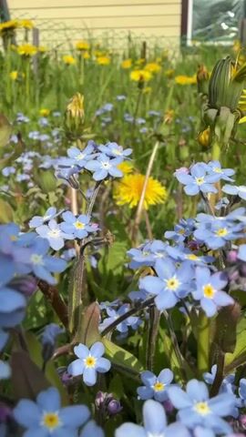 The video shows a close-up, low-angle shot of a patch of blue forget-me-not flowers in bloom. The flowers are clustered together and fill the foreground of the frame. Behind the forget-me-nots, there is a field of yellow dandelions and green grass. In the background, a light yellow building with a darker trim and a white window can be seen, along with a green fence. The lighting suggests it is daytime, possibly late afternoon, with sunlight casting shadows and highlighting the flowers. The focus is on the delicate details of the blue petals and the yellow centers of the forget-me-nots, with the dandelions and building serving as a blurred backdrop. There are no people or animals visible in the video.