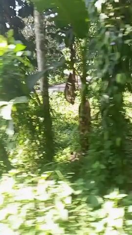 The video shows a first-person perspective of moving through a dense, green environment. The viewpoint is low, close to the ground, and focused on lush vegetation. Trees with rough bark and abundant foliage are visible, some with their trunks and branches partially obscuring the view. The ground is covered with a thick carpet of various plants, including ferns and smaller leafy greens. Sunlight filters through the leaves, creating bright spots and dappled patterns. A road can be seen in the distance, winding through the landscape. The overall impression is of being immersed in a tropical or heavily forested area, possibly a roadside or trail, with the camera moving forward at a moderate pace.