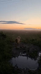 Dog's dawn walk through misty Russian countryside near Timmolovo