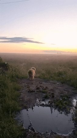 Dog's dawn walk through misty Russian countryside near Timmolovo