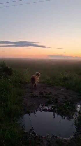 Dog's dawn walk through misty Russian countryside near Timmolovo