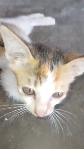 The video shows a close-up, top-down view of a calico kitten. The kitten is sitting on a concrete or stone surface, which appears to be outdoors and possibly dusty. The kitten's fur is primarily white with patches of brown and black on its head and back. Its large ears are prominent, and its eyes are wide and directed towards the camera. The kitten's whiskers are long and white. The camera angle is very close to the kitten's face, making its features the focal point. The kitten's expression is alert and perhaps a little curious. There are slight movements of the kitten's head and body throughout the video, but it remains mostly stationary. The lighting is somewhat dim, suggesting it might be overcast or in a shaded area. No other living beings or distinct objects are clearly visible in the frame besides the kitten and the ground. The overall impression is of an intimate and unfiltered look at a young cat in its environment.