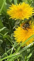 Bumblebee forages on dandelion flower in Chaikovsky, Russia
