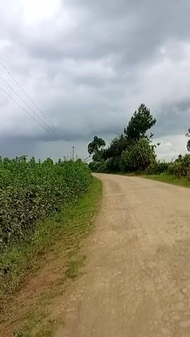 The video shows a narrow dirt road running through a rural area. Lush green vegetation borders the road on both sides.  In the distance, several tall, thin trees are visible against a backdrop of a cloudy, overcast sky.  There are no people or animals visible in the video. The camera appears to be moving along the road, creating a sense of forward progression.