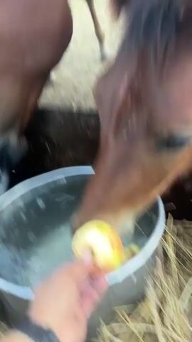 A close-up video shows a person's hand holding an apple towards the snout of a horse. The horse is leaning over a metal bucket filled with water, and its nose is near the apple. Another horse's head is partially visible in the background. The environment appears to be a stable or barn, with straw on the ground. The video is short and blurry.