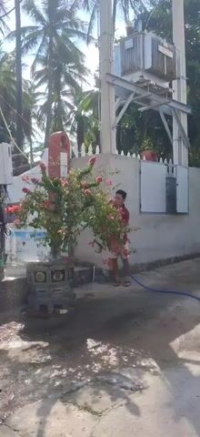 A man in a red shirt and patterned shorts is watering a potted bougainvillea plant with a blue hose. He is standing on a paved area in front of a building with a large electrical transformer mounted on a metal structure behind him. Coconut trees are visible in the background. The ground is wet, suggesting recent watering or rain. The man is facing the plant and appears to be focused on watering it.