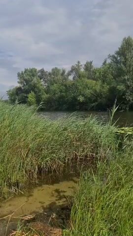The video pans across a body of water bordered by tall green reeds on the left and right foreground. A dense line of trees forms the background on the opposite bank of the water. The sky above is overcast with clouds.