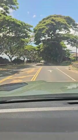 The video shows a first-person perspective from inside a vehicle driving down a tree-lined road. Large, leafy trees with green canopies form an archway over the road. The road is paved with yellow and white lane markings. There are a few other cars visible on the road ahead. The sky is blue with some scattered clouds. The lighting suggests it is daytime.