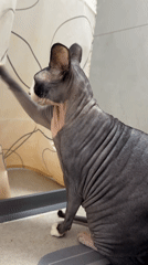 Sphynx cat plays with shower curtain in Netanya bathroom