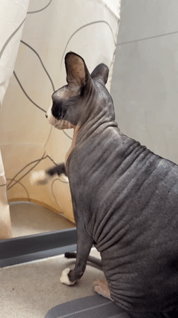 Sphynx cat plays with shower curtain in Netanya bathroom