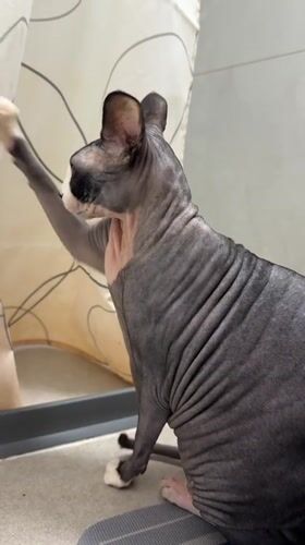 Sphynx cat plays with shower curtain in Netanya bathroom