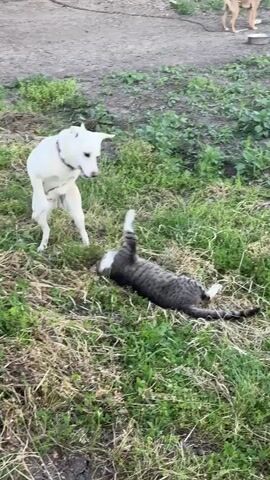 A white dog stands looking down at a tabby cat lying on its back in the grass. The cat appears to be playing with the dog. The dog then playfully jumps over the cat and runs away. The scene takes place outdoors in a grassy area with dirt paths in the background. Another dog can be seen in the distance.