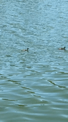 Birds on choppy water and a sports court in Krasnodar