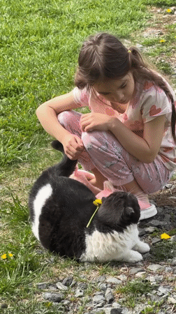 Girl plays with cat, picks dandelions in Kharnavy morning