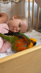 Sun Conure parrot relaxing at home in Khimki